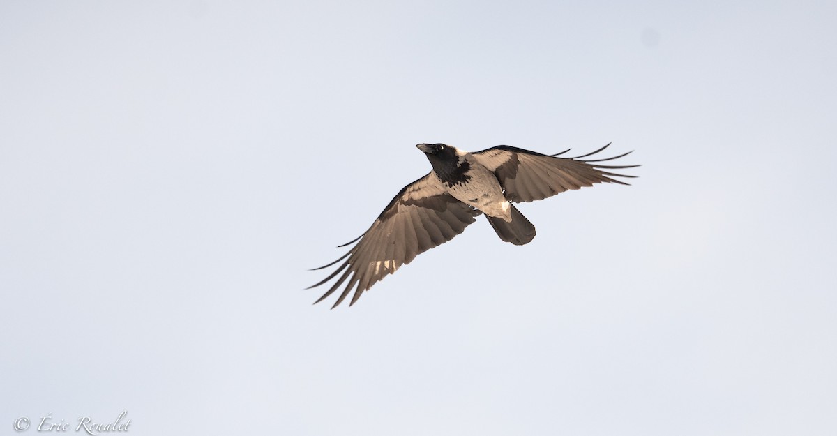 Hooded Crow (Hooded) - Eric Francois Roualet