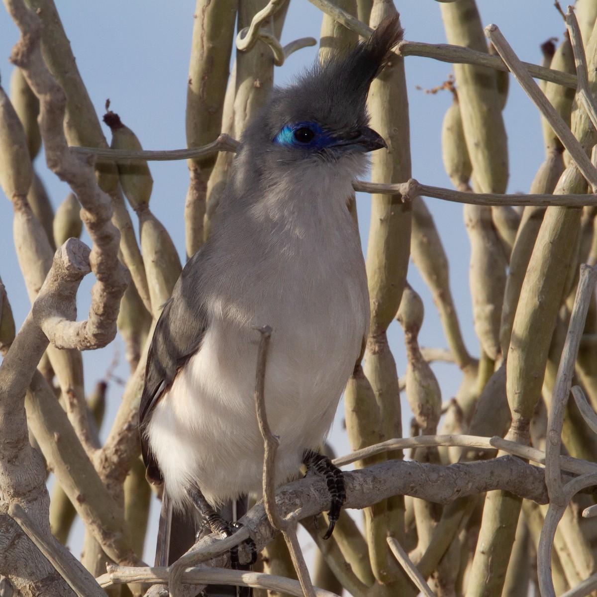 Verreaux's Coua - Werner Suter