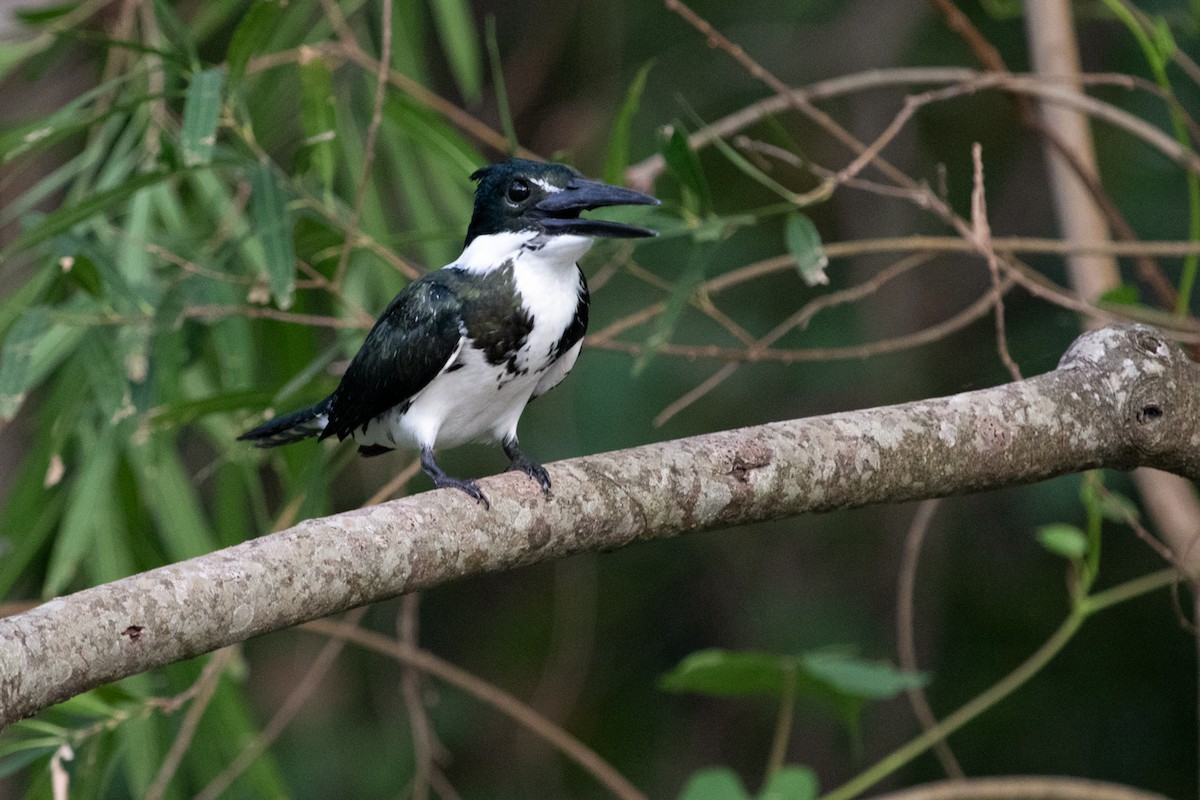 Amazon Kingfisher - Daniela Zaffignani