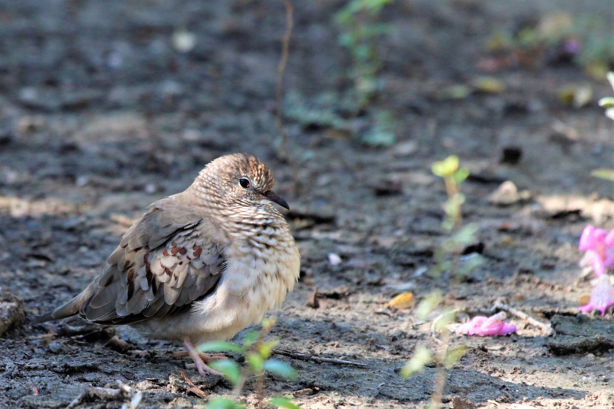 Common Ground Dove - Madeleine Sandefur