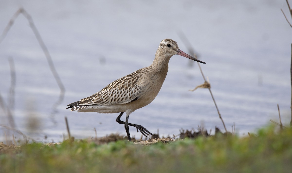 Bar-tailed Godwit - ML373260011