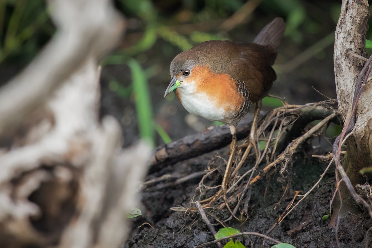 Rufous-sided Crake - Daniela Zaffignani