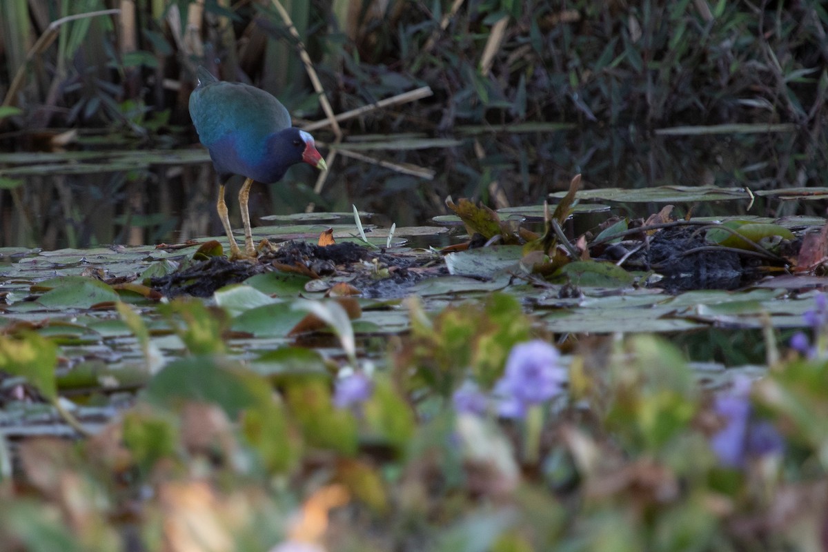 Purple Gallinule - Daniela Zaffignani