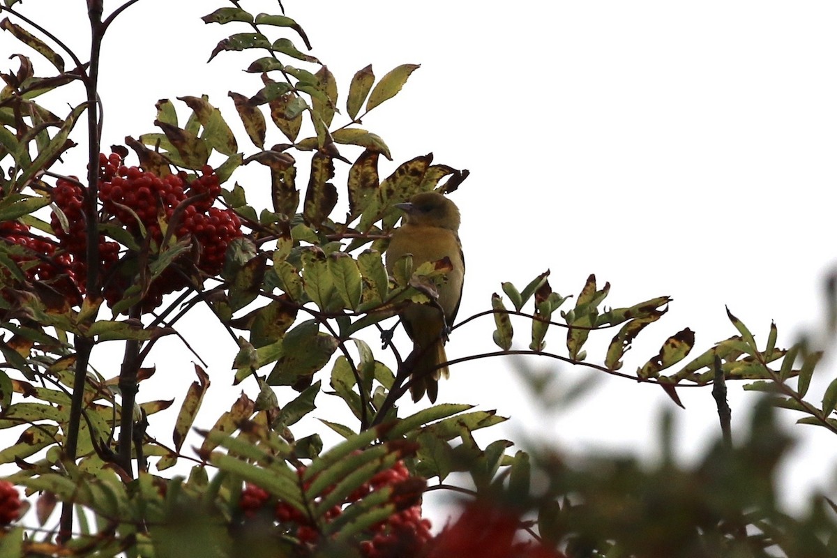 Baltimore Oriole - ML373262801