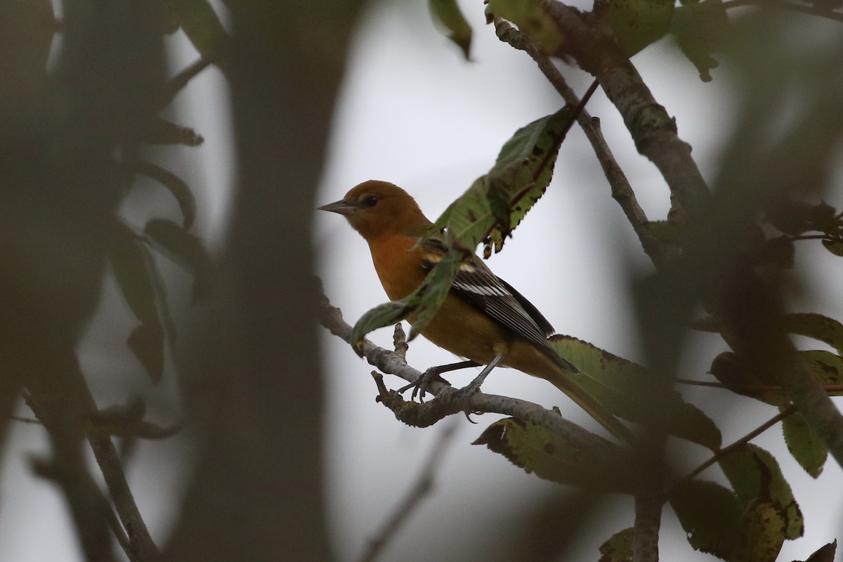 Baltimore Oriole - ML373262831