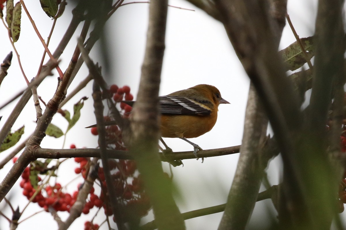 Baltimore Oriole - ML373262841