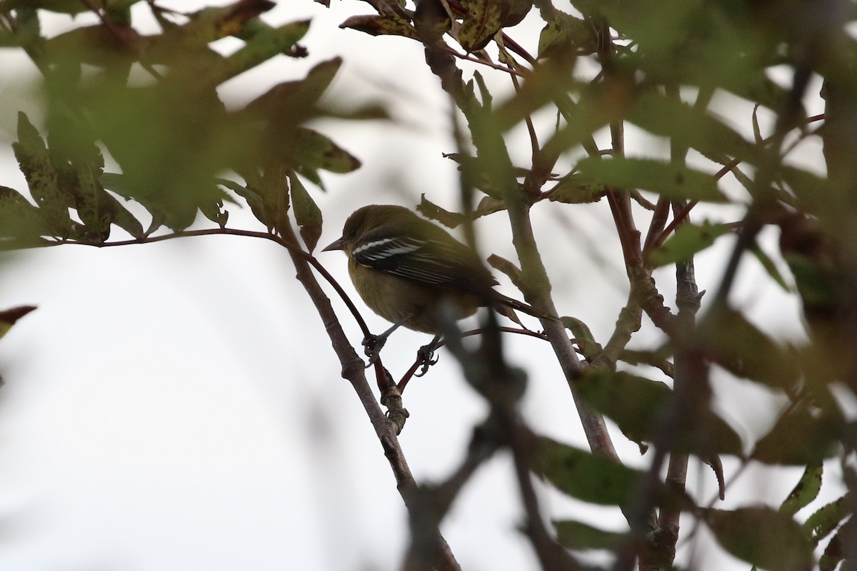 Oriole de Baltimore - ML373262851