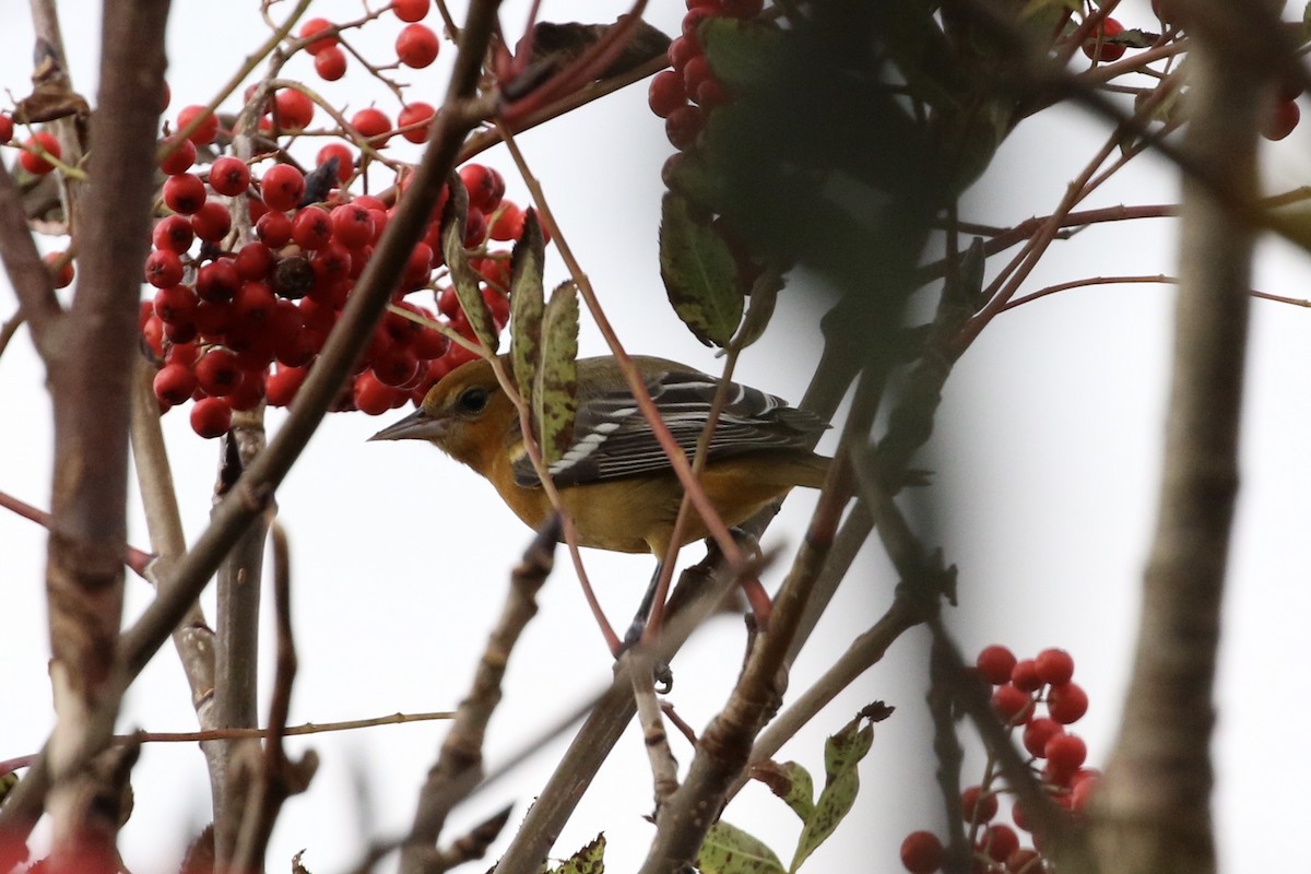 Baltimore Oriole - ML373262861