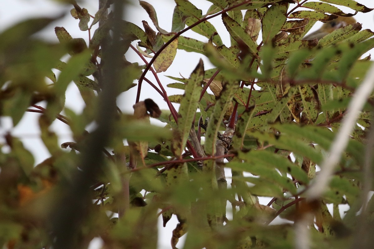 Baltimore Oriole - ML373262911