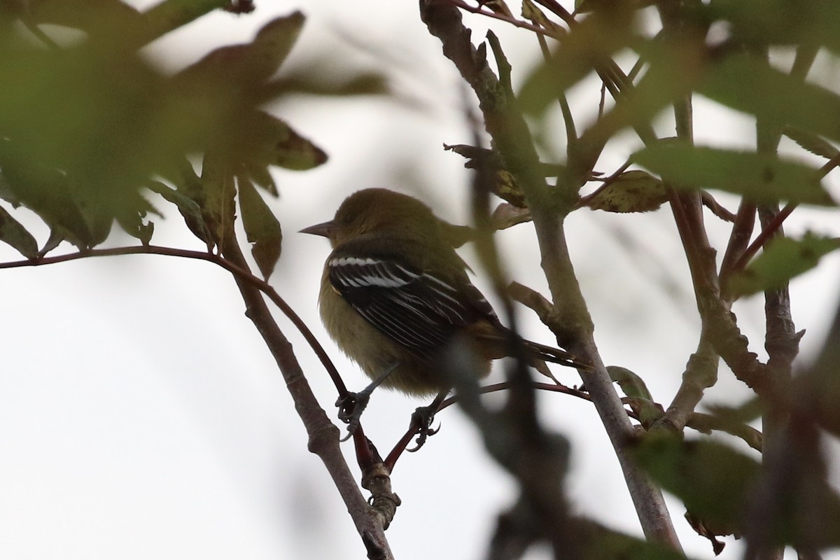 Oriole de Baltimore - ML373262981