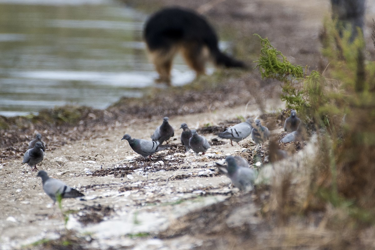 Pigeon des rochers - ML373263191