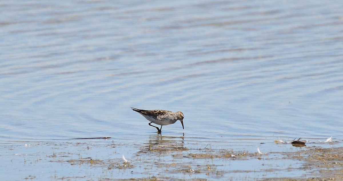 Weißbürzel-Strandläufer - ML373263541