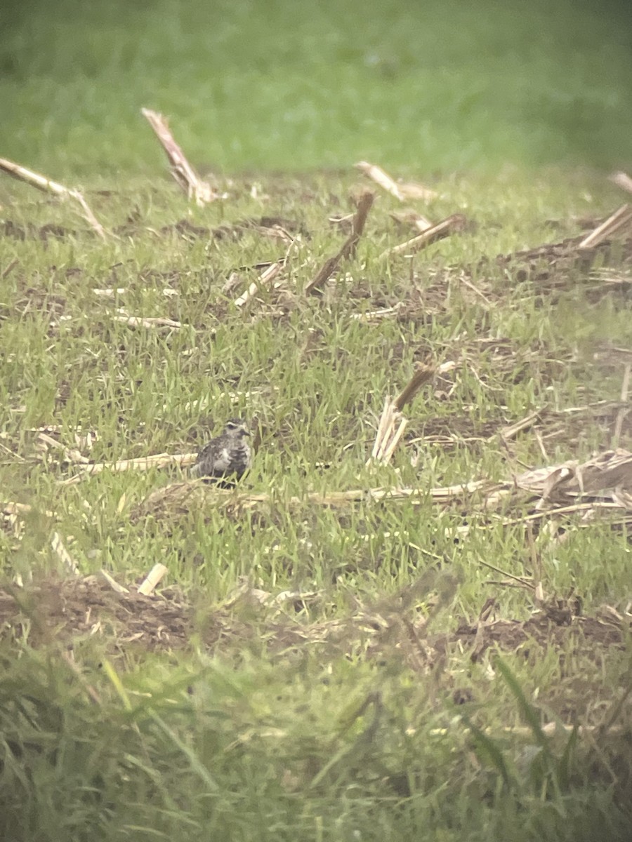 Pacific Golden-Plover - ML373263621