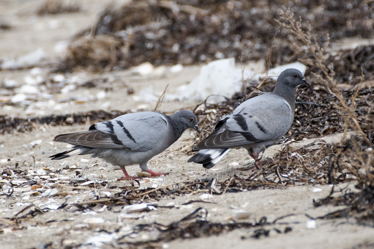 Pigeon des rochers - ML373263671