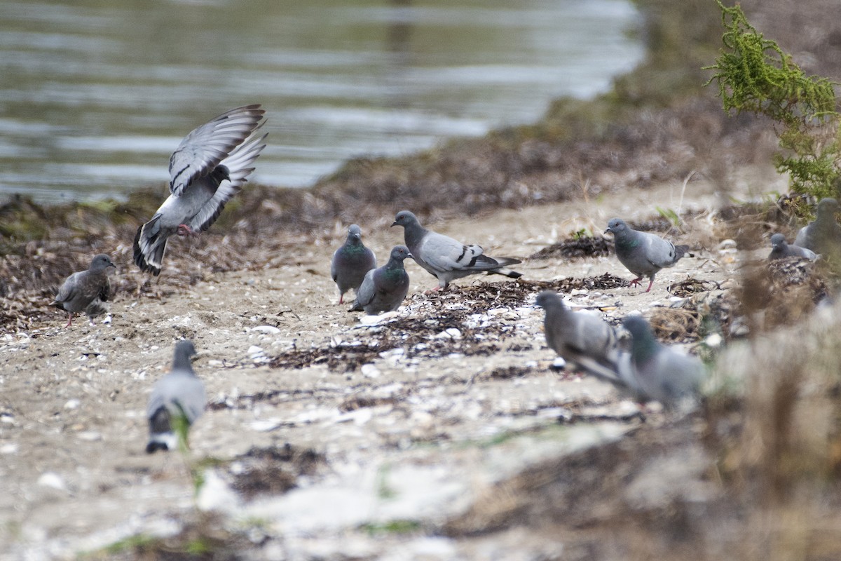 Pigeon des rochers - ML373263841