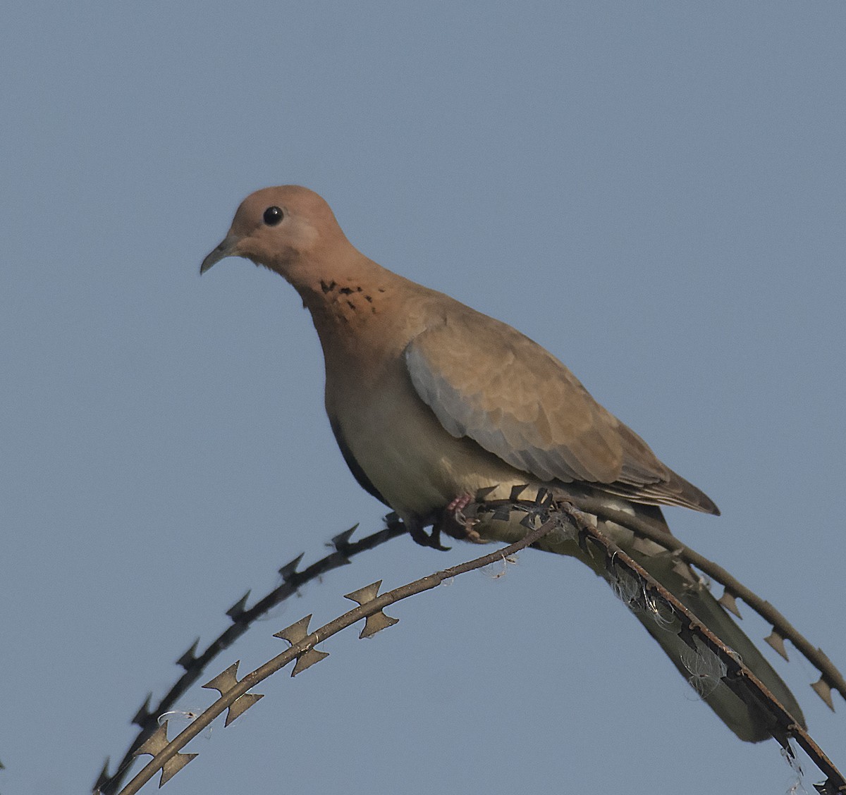 Laughing Dove - ML373265491