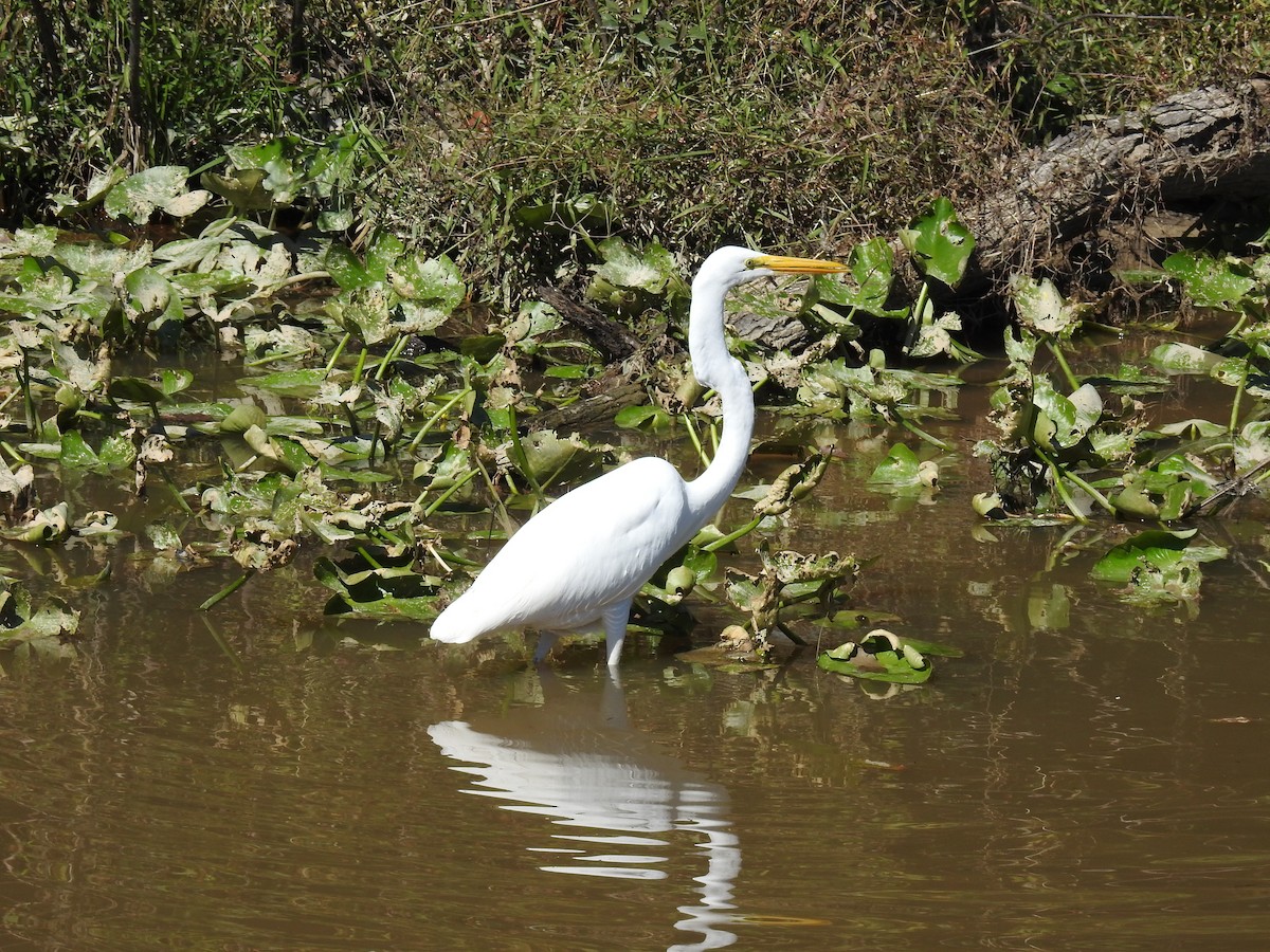 Great Egret - ML37326551