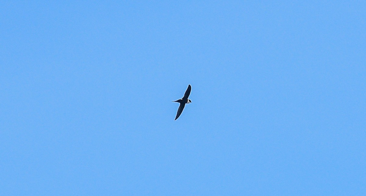 Lesser Swallow-tailed Swift - Beto Guido Méndez