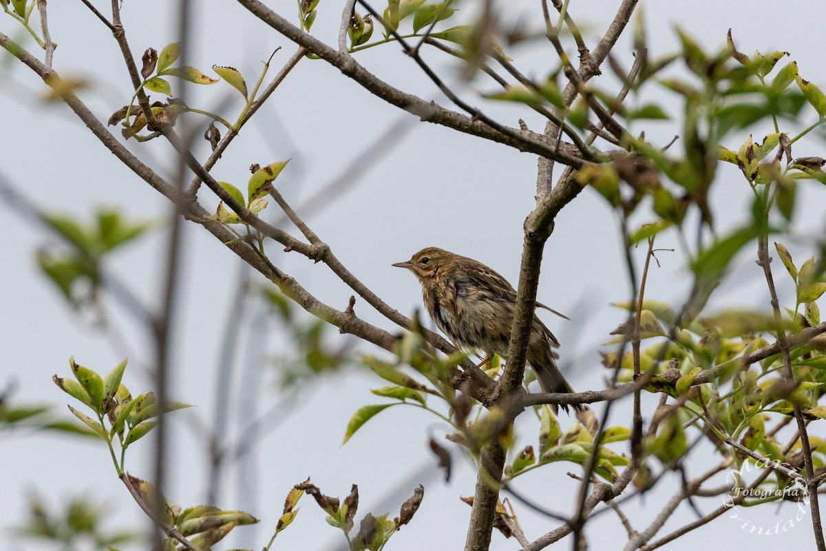 Tree Pipit - Mário Trindade