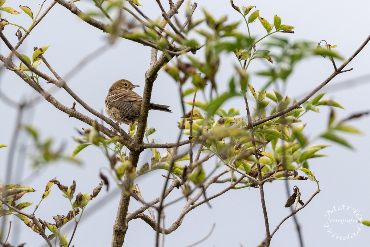 Tree Pipit - Mário Trindade