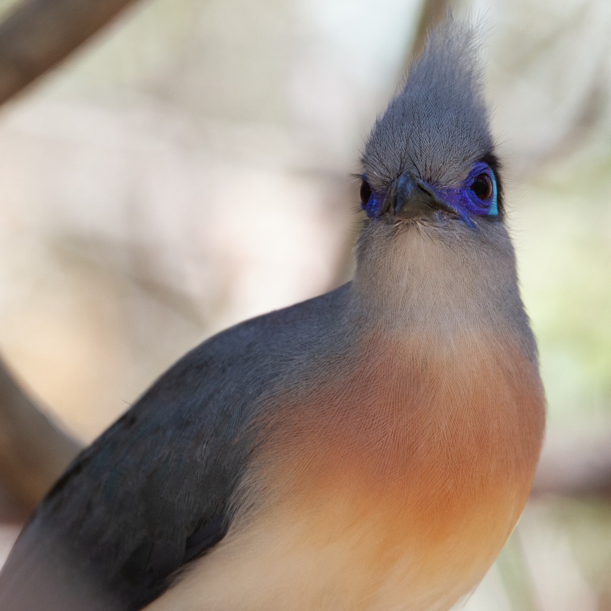 Crested Coua - ML373268681