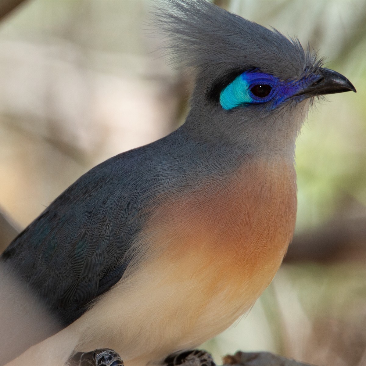 Crested Coua - ML373268761