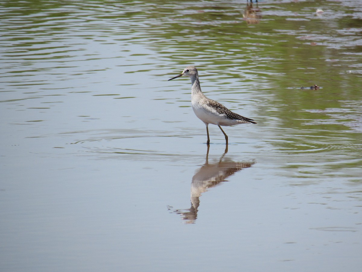 Lesser Yellowlegs - ML373271201