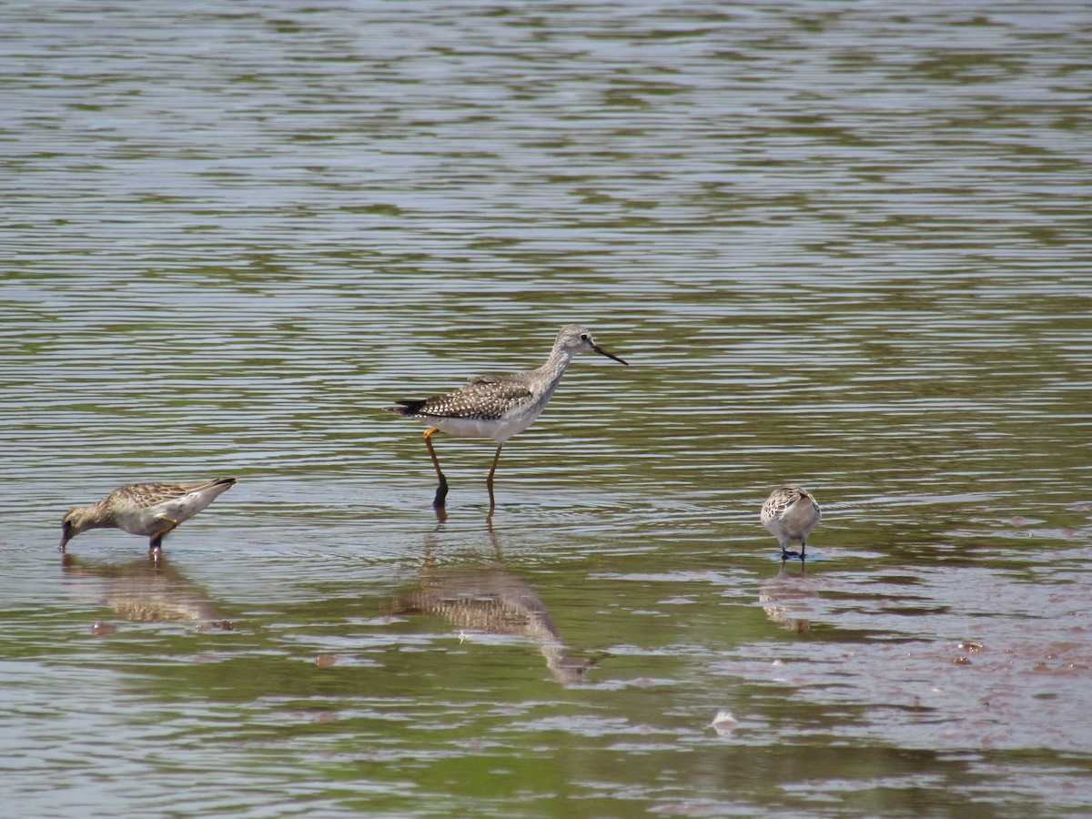 Lesser Yellowlegs - ML373271261