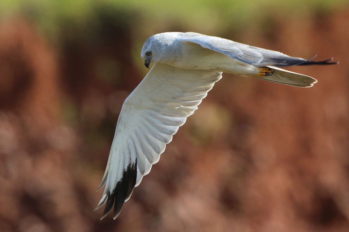 Pallid Harrier - ML373271511