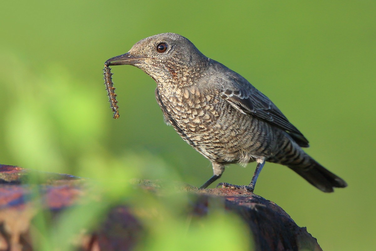 Blue Rock-Thrush - Albin Jacob