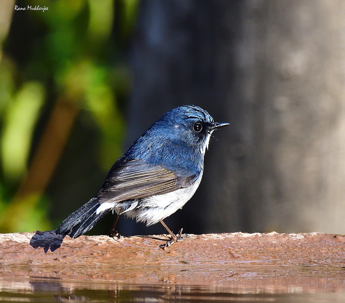 Slaty-blue Flycatcher - Rana Mukherjee