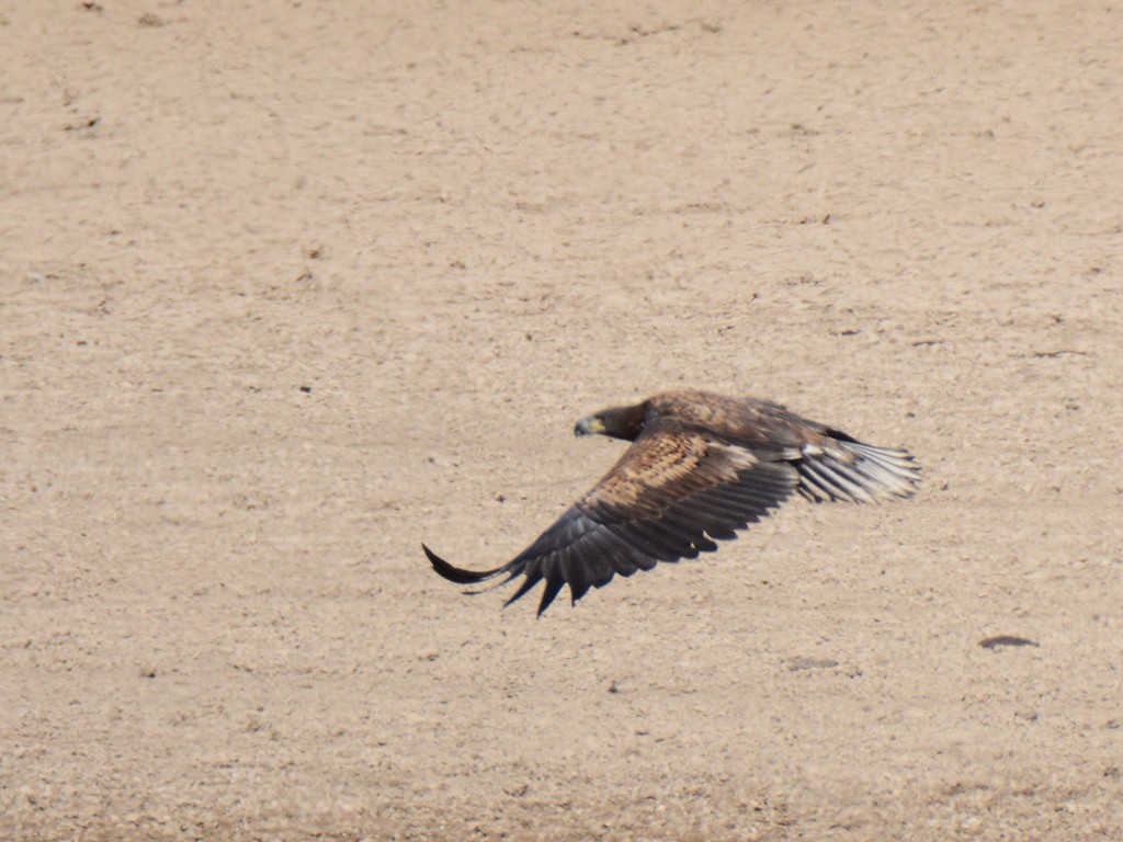 White-tailed Eagle - Murat Kocas