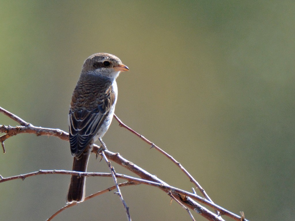 Red-backed Shrike - Murat Kocas