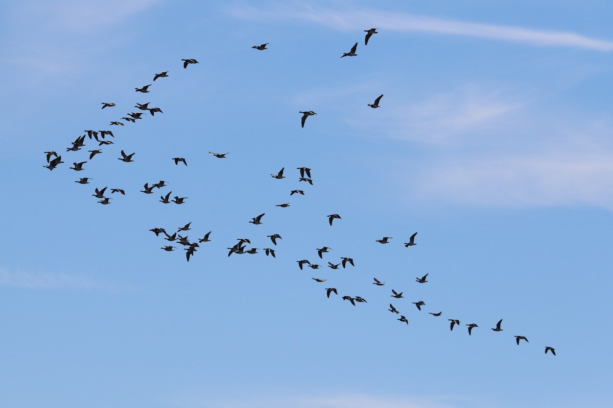 Barnacle Goose - Marie Stridh