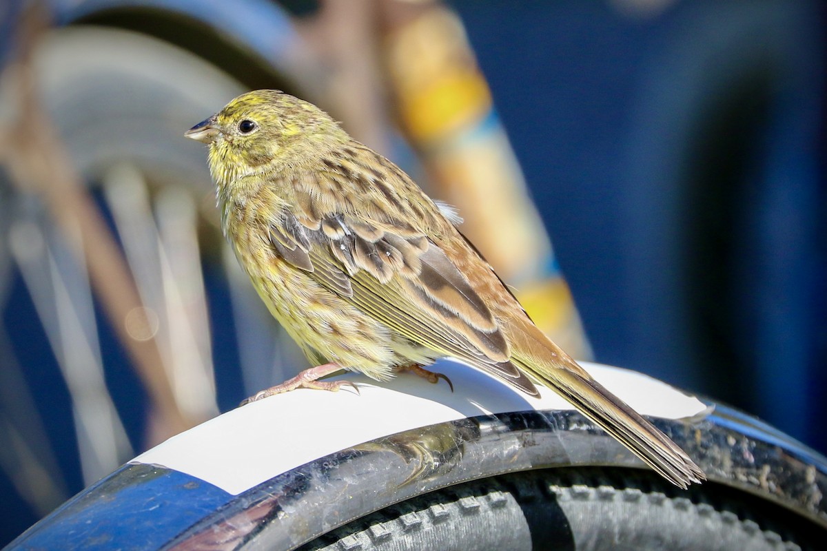 Yellowhammer - Marie Stridh