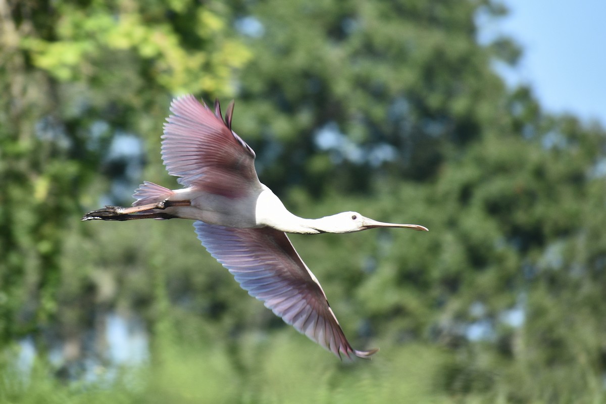 Roseate Spoonbill - ML373275721