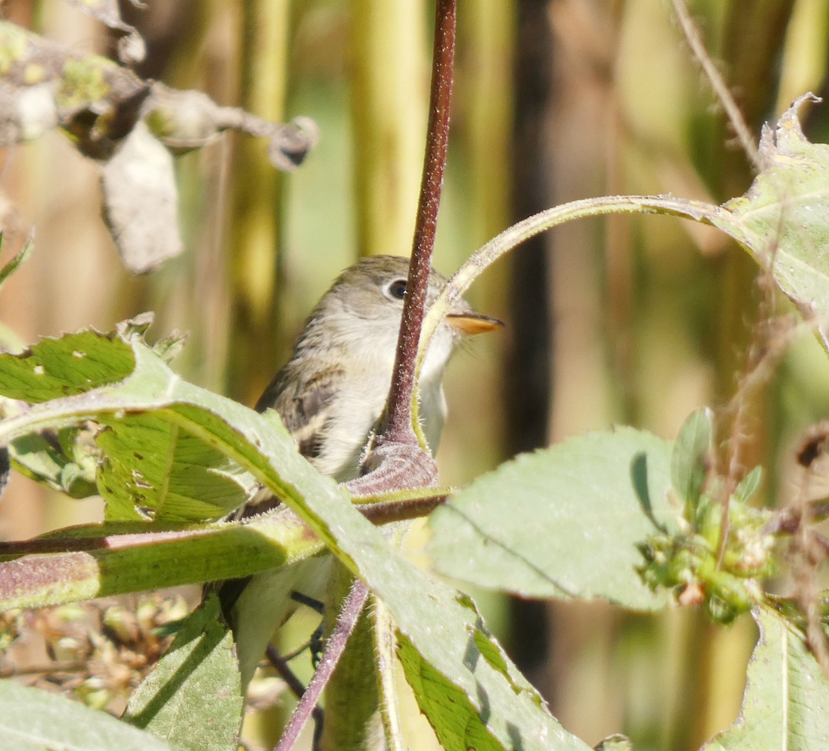 Least Flycatcher - ML373277771