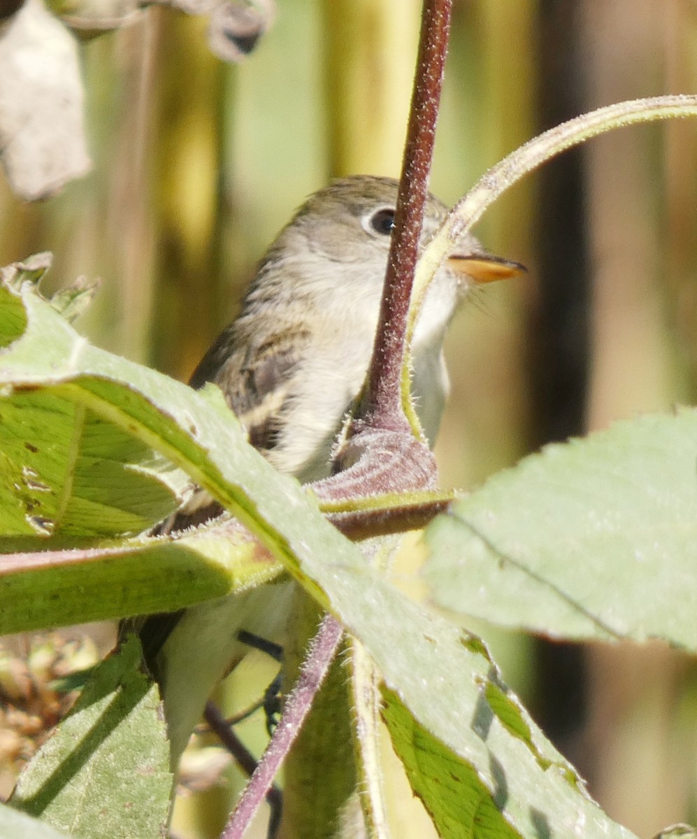 Least Flycatcher - ML373277821