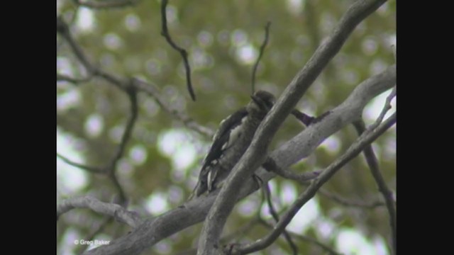 Red-naped Sapsucker - ML373278871