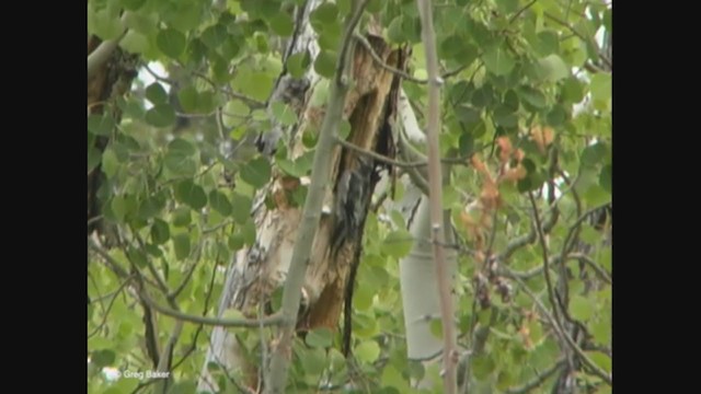 Red-naped Sapsucker - ML373278891