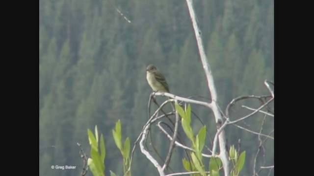 Western Flycatcher (Cordilleran) - ML373278951