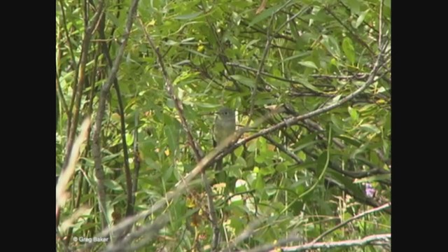 Western Flycatcher (Cordilleran) - ML373279061