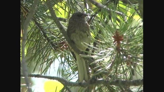 Junco ardoisé (mearnsi) - ML373279121