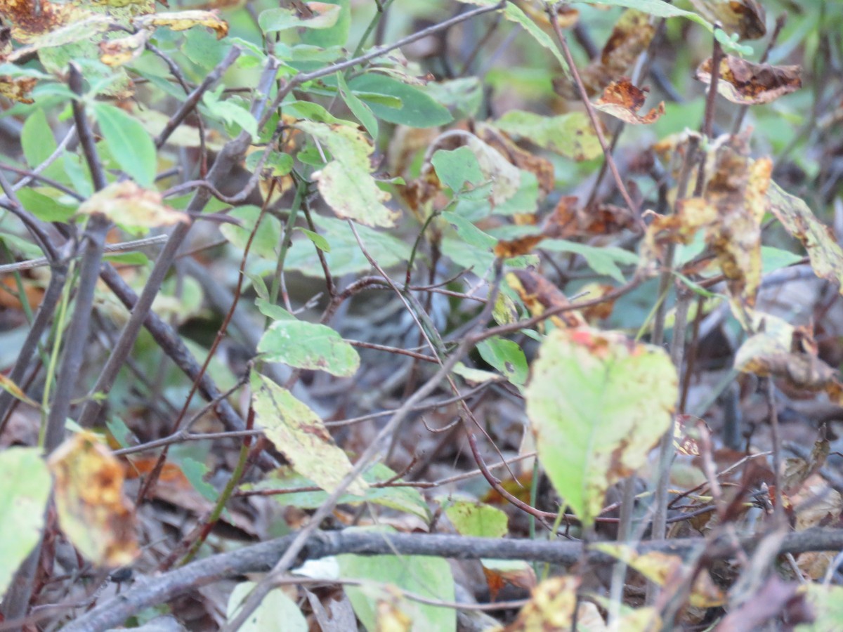 Ovenbird - ML37328031