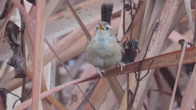 Grass Wren - ML373280411