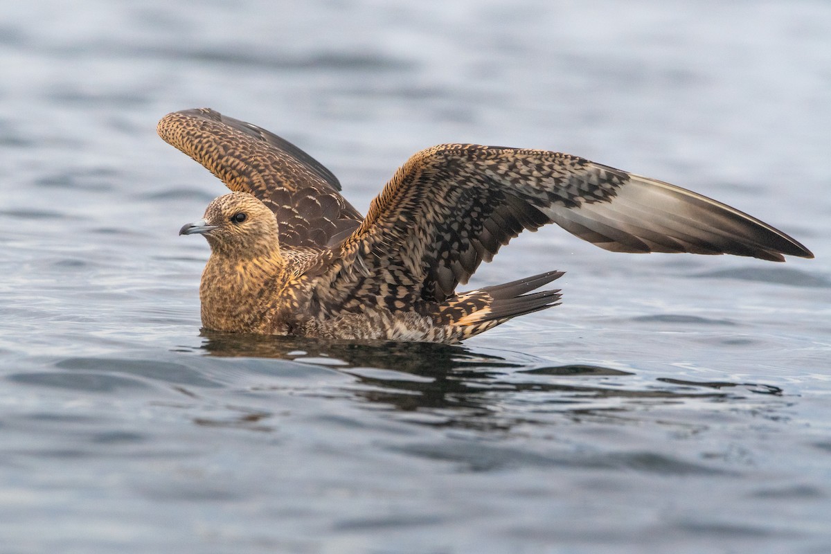 Parasitic Jaeger - ML373281981