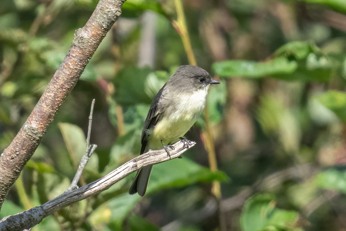 Eastern Phoebe - ML373282031