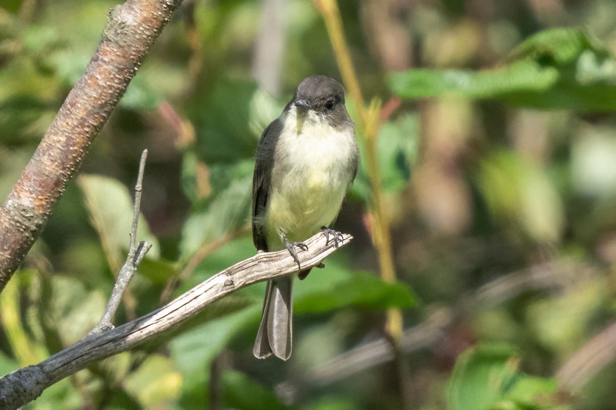 Eastern Phoebe - ML373282041