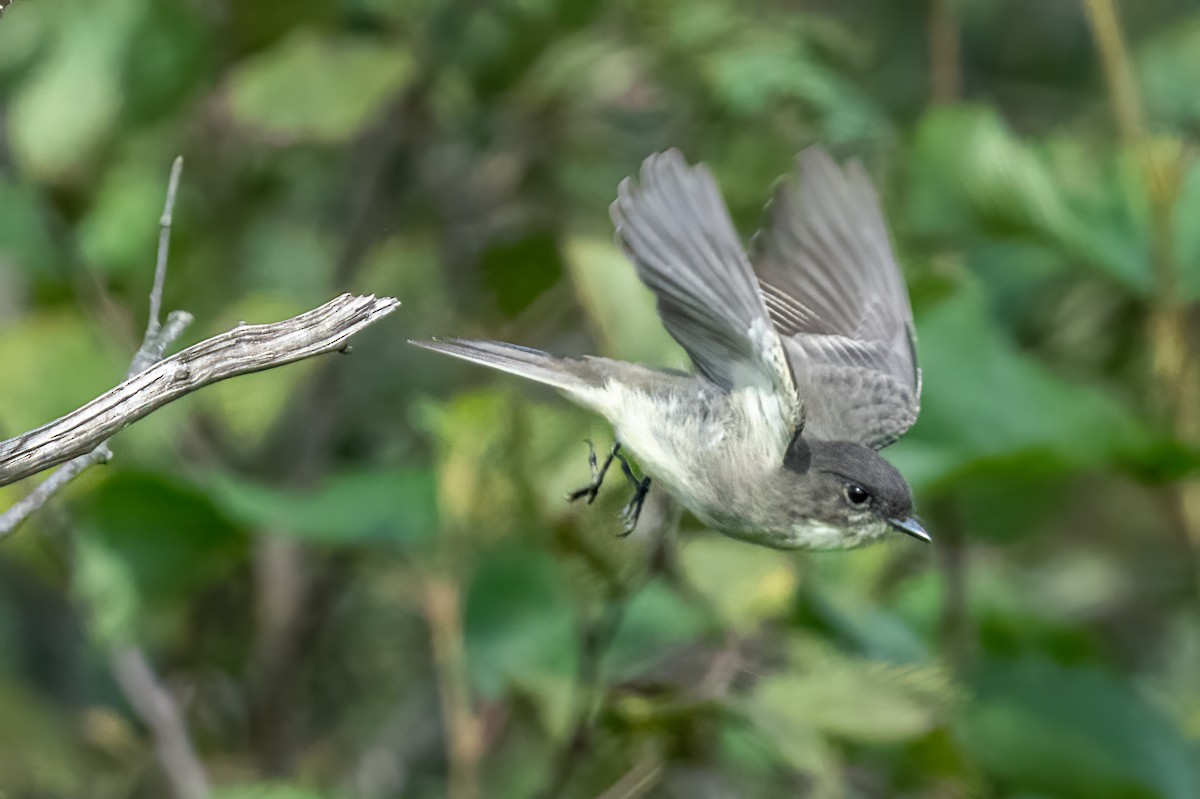 Eastern Phoebe - ML373282071