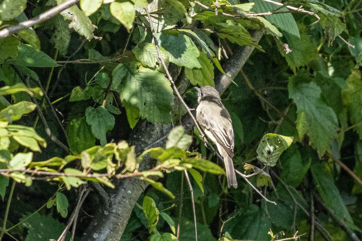 Eastern Phoebe - ML373282091